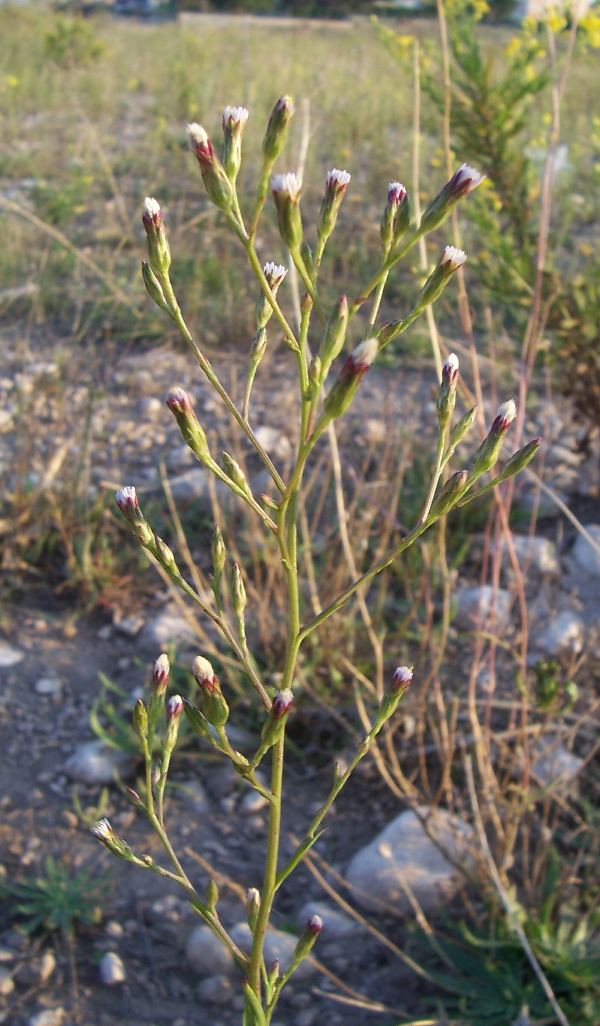 Symphyotrichum squamatum (=Aster squamatum) / Astro autunnale
